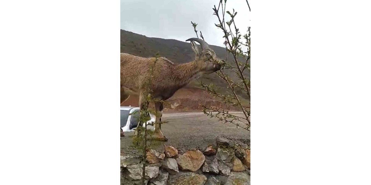 Elazığ’da dağ keçisi evin duvarına tırmandı