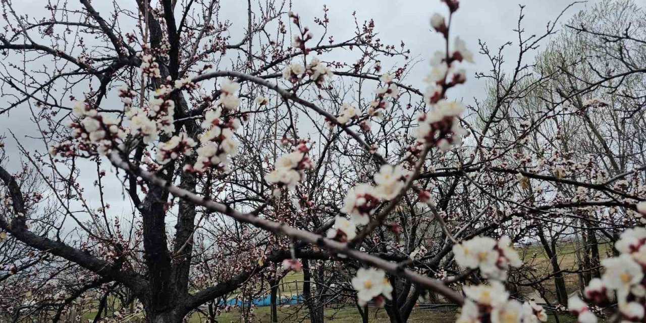 Adilcevaz’da iki mevsim bir arada