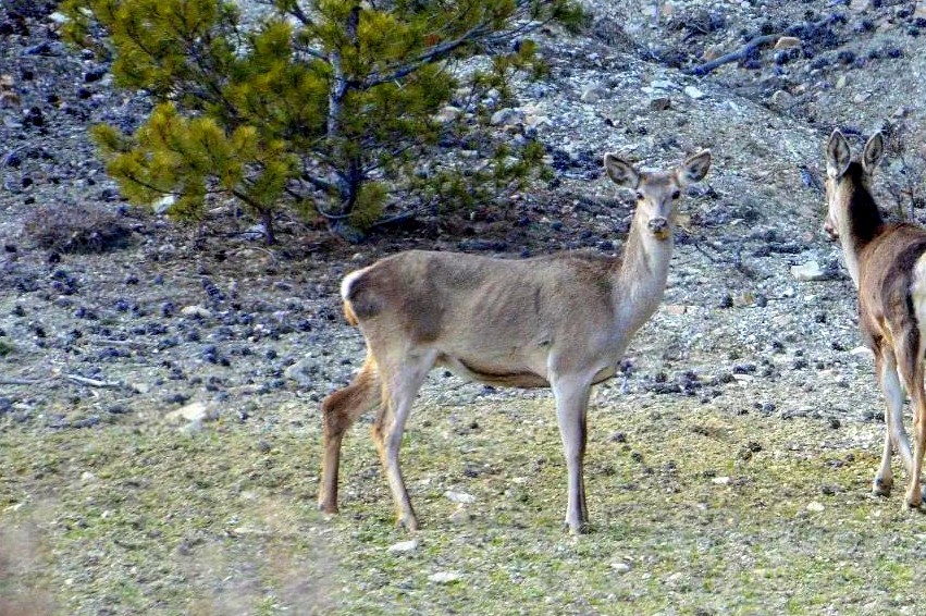 Erzincan’da iki kızıl geyik havadan görüntülendi