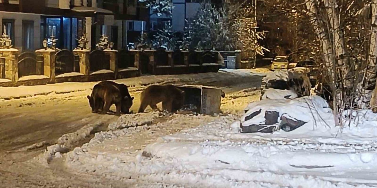 Kars’ta sokaklarda yiyecek arayan ayılar kamerada
