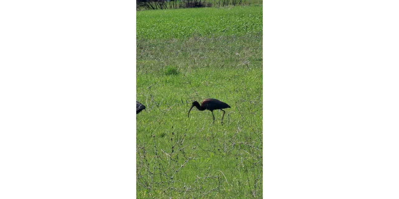 Elazığ’da nesli azalan çeltikçi kuşları görüntülendi