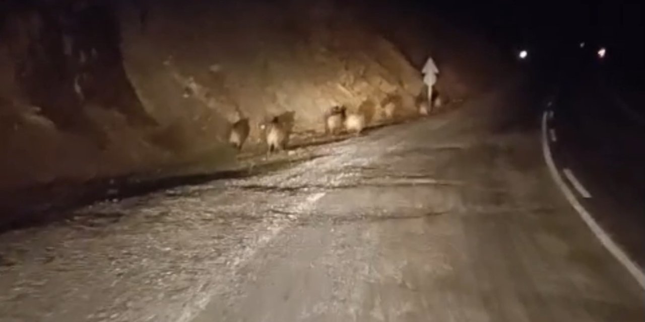 Yüksekova’da domuz sürüsü kamerada