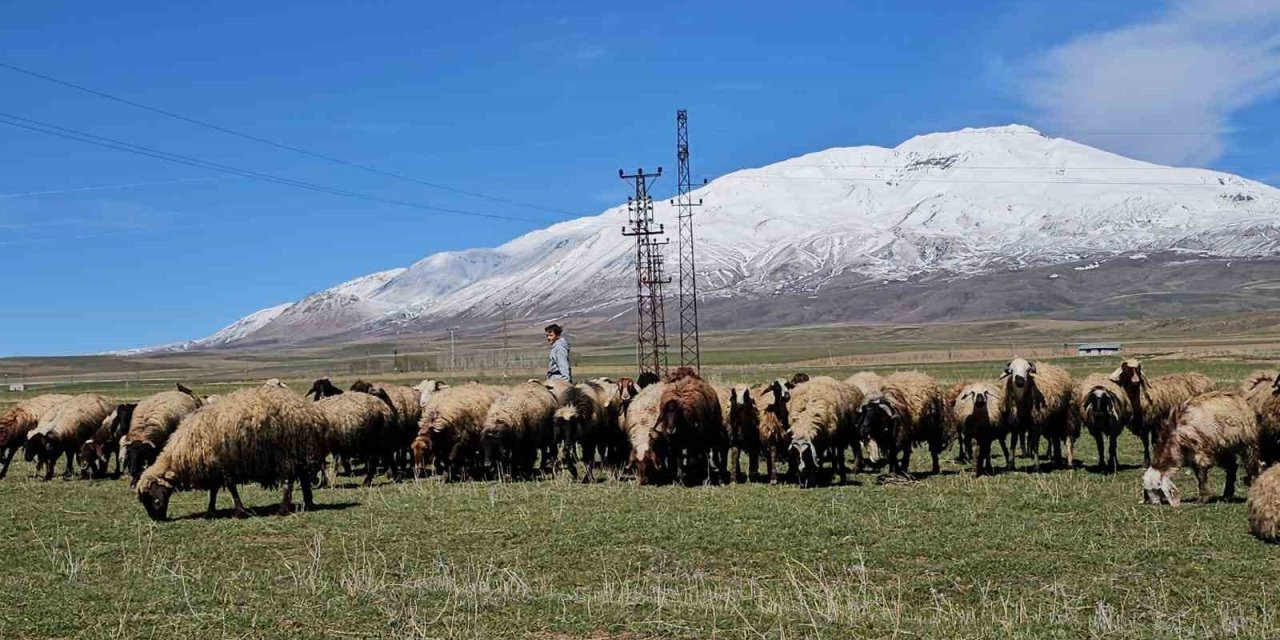 Havanın ısınmasıyla hayvan sahipleri rahat nefes aldı