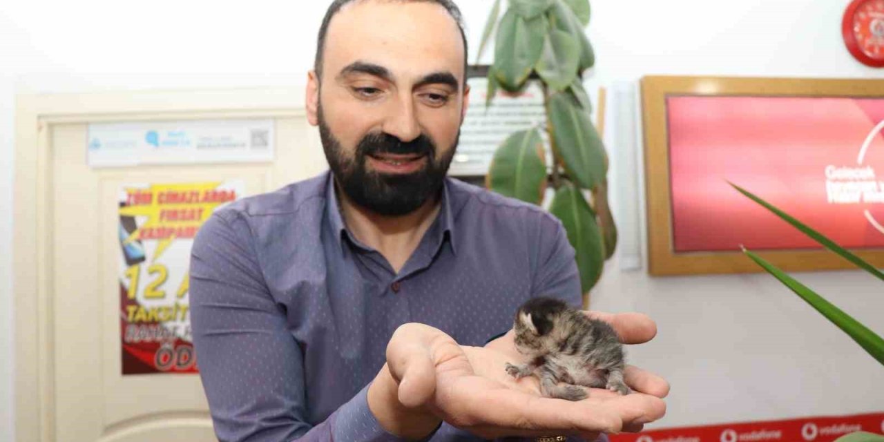 Anne kedi yavrusunu çekmecede doğurdu