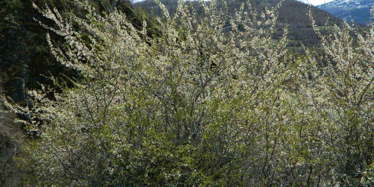 Posof’ta bahar sevinci
