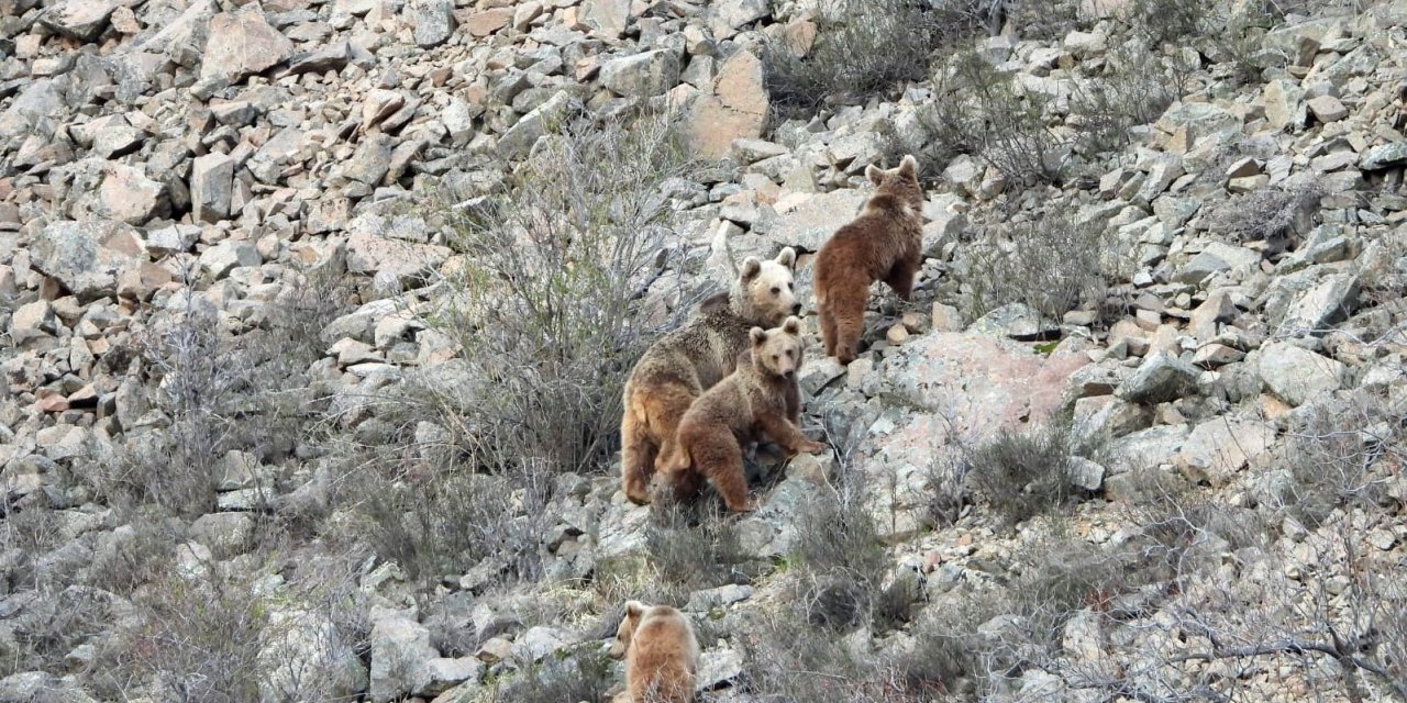Kış uykusundan uyanan ayı ailesini görüntüledi