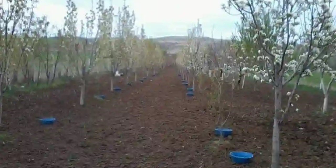 Erzincan’da meyve bahçelerinde baklazınnı mücadelesi