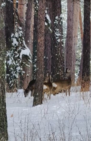 Ardahan’da ormanlık alanda karacalar görüntülendi