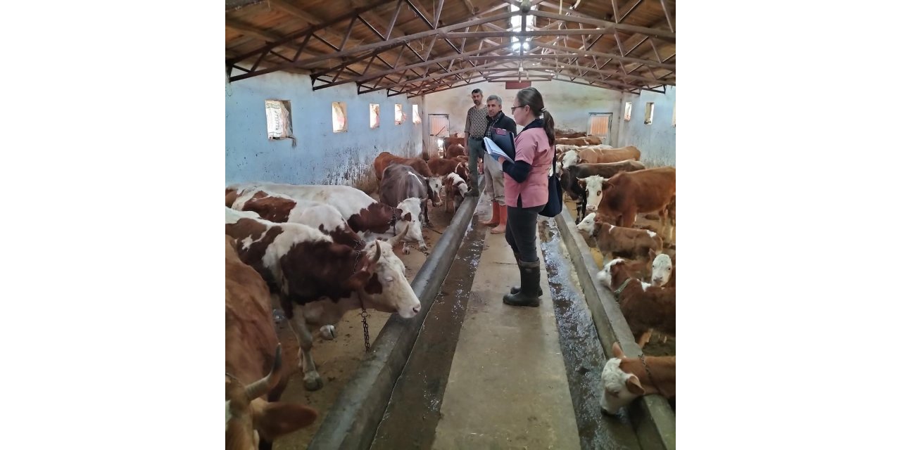 Elazığ’da aşılama ve küpeleme çalışması sürüyor