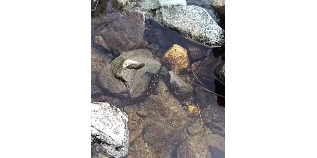 Elazığ’da Anadolu benekli semenderi görüntülendi