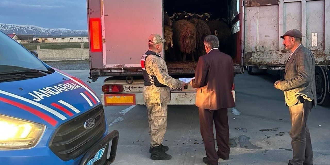 Ağrı’dan çalınan koyunlar Bitlis’te yakalandı