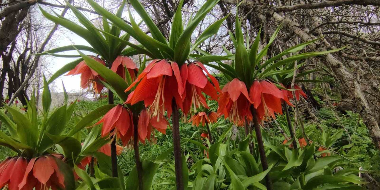 Van’da 3 bin rakımda kış, bin 850 rakımda bahar