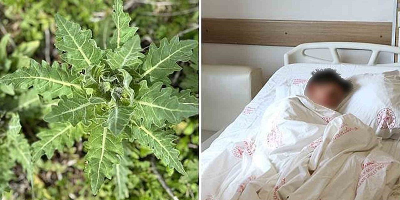 Deli bat bat otu, yanlış tüketildiğinde ciddi zehirlenmelere yol açabiliyor