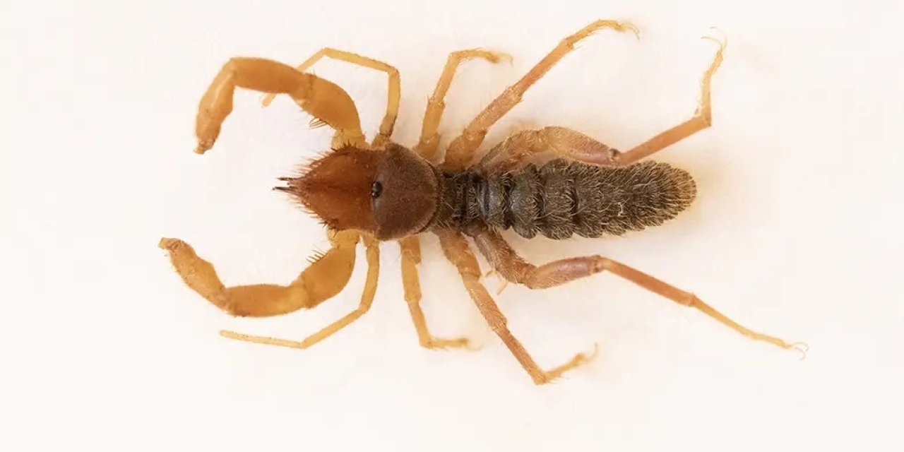 Cilo-Sat Dağlarında yeni böğü türü keşfedildi