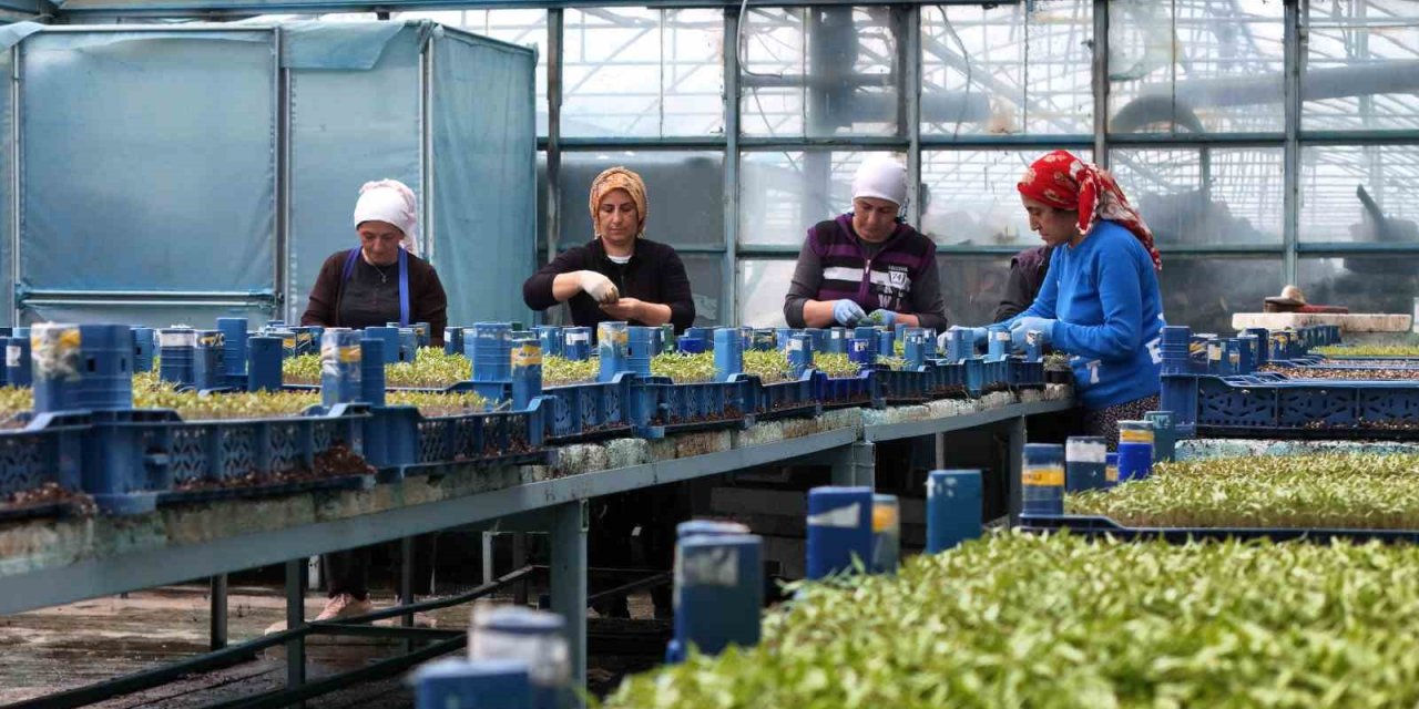 Milyonlarca sebze fidesi profesyonel ellerde üretiliyor