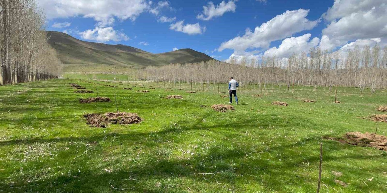 Muradiye’de meyvecilik gelişiyor
