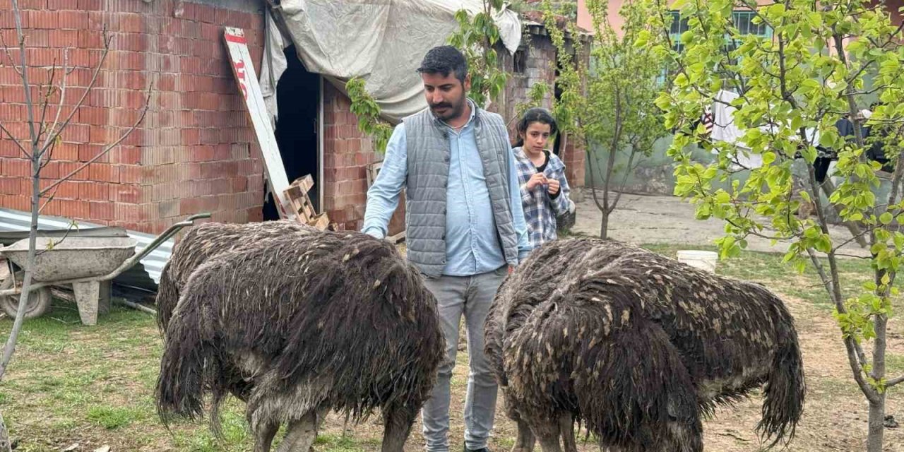 Deve kuşları Tuzluca’nın yeni maskotları oldu