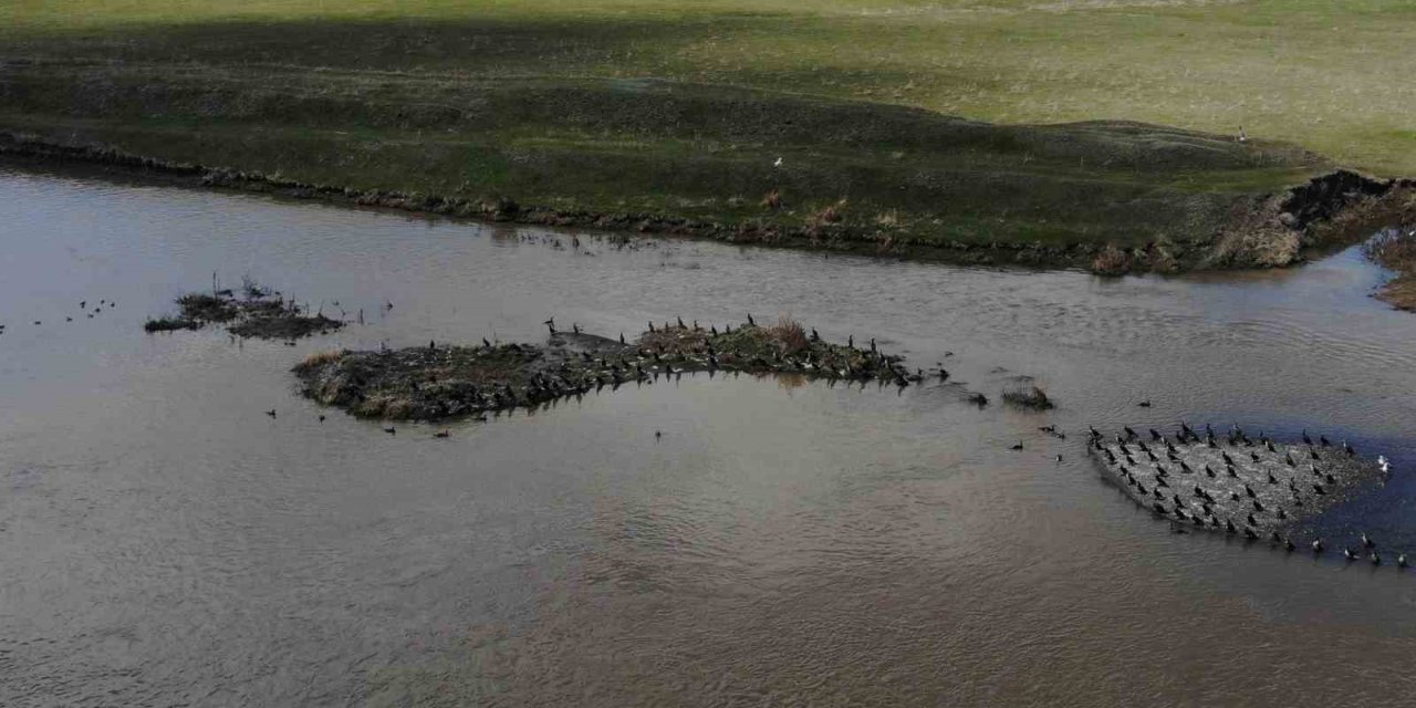 Kars’ta onlarca karabatak dinlenirken görüntülendi