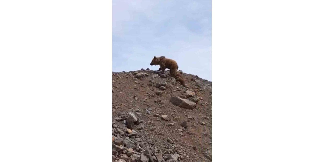 Yüksekova’da kış uykusundan uyanan ayı ailesi görüntülendi