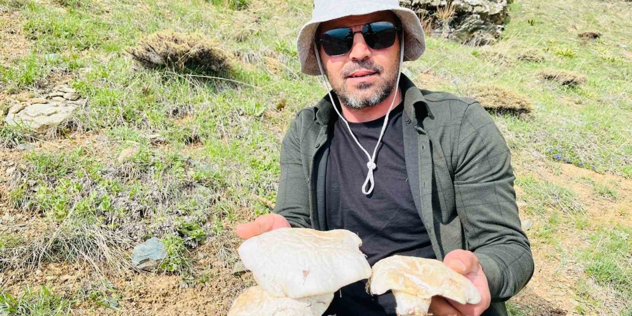 2 bin rakımın üzerinde yetişen mantarları topluyorlar