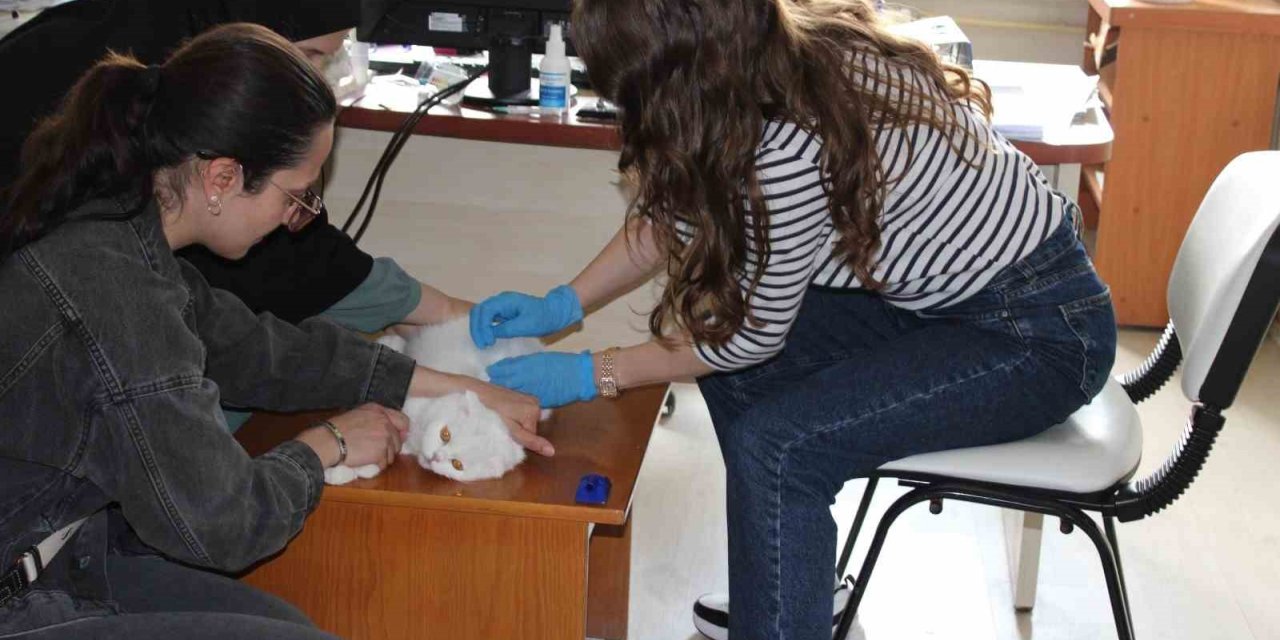 Tercan’da mikroçip çalışmaları devam ediyor