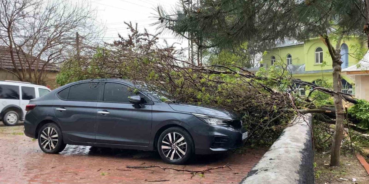 Elazığ’da fırtına etkili oldu: Ağaç, araçların üzerine devrildi