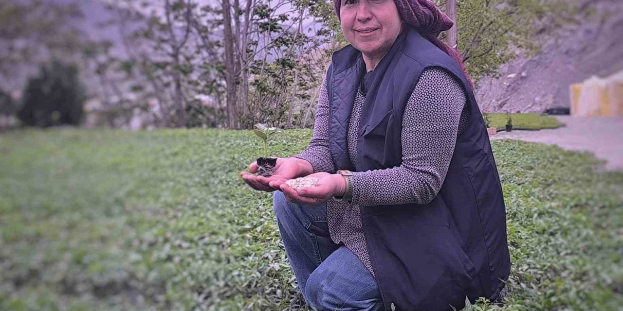 Uzundere’nin çiçek kadınları yılda 1 milyon fide üretiyor