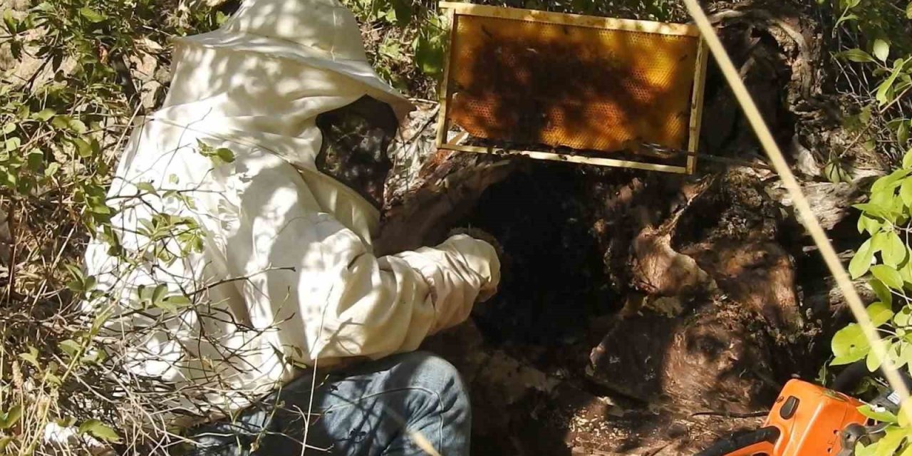 "Dünyanın en tatlı işi" bal avcıları