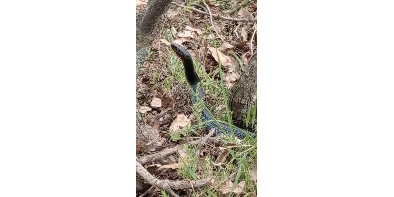 Yüksekova’da kara yılan görüntülendi