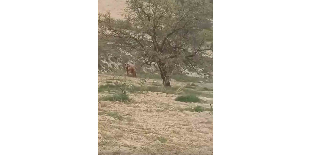 Elazığ’da ayı üzüm bağlarına dadandı