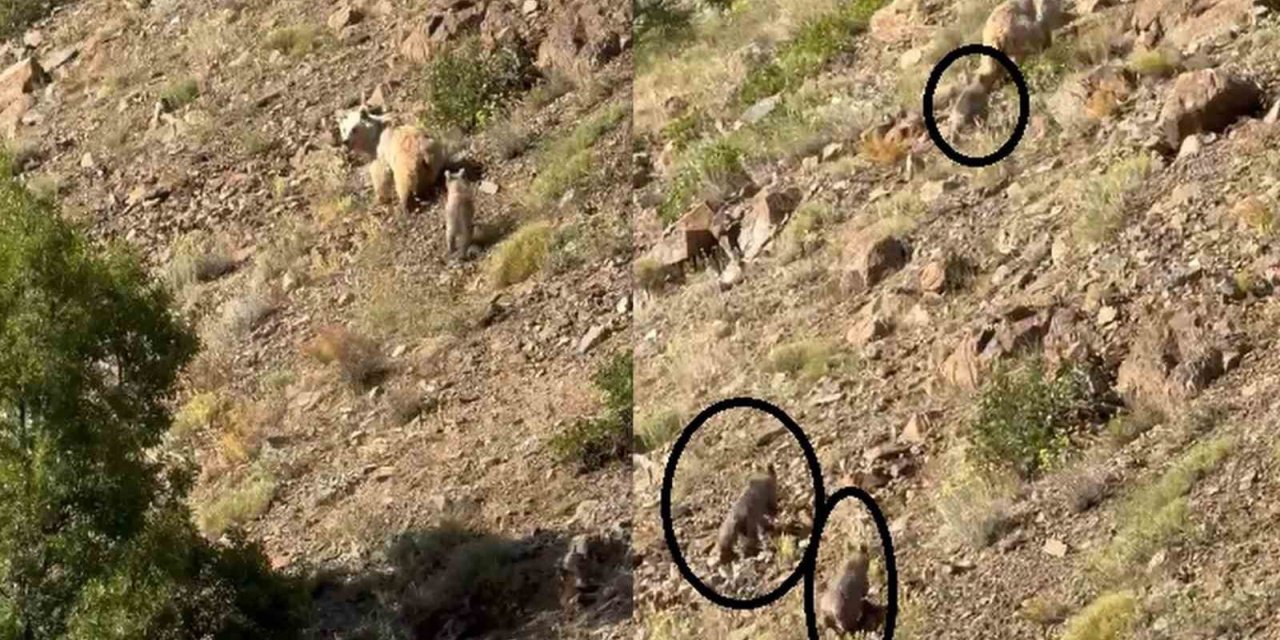 Erzincan’da anne ayı ve 3 yavrusu görüntülendi