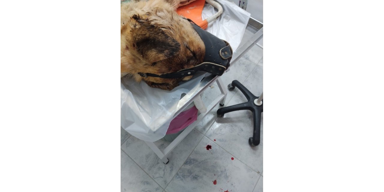 Isırdığını iddia ettiği köpeği silahla vurdu, sahipleri şikayetçi oldu