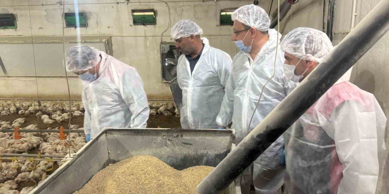 Tarım Müdürü Koçaker, etlik piliç üretimi yapılan tesislerde incelemede bulundu
