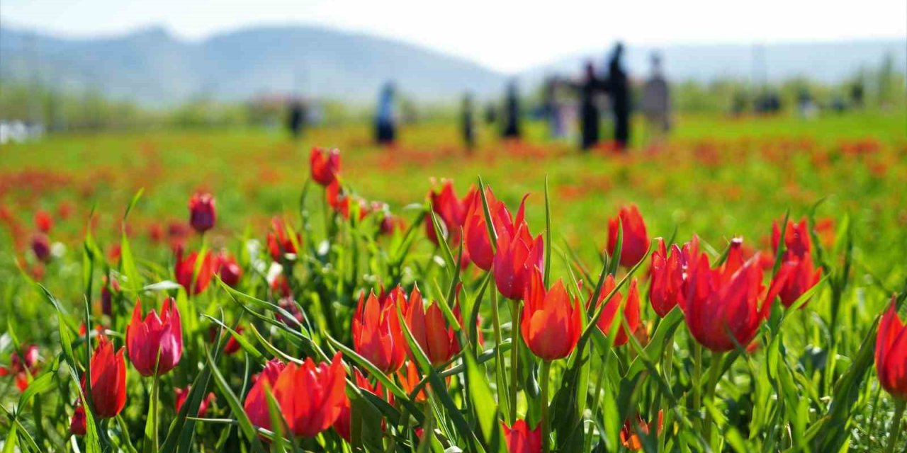 Muş’ta 20 günlük "lale devri" başladı