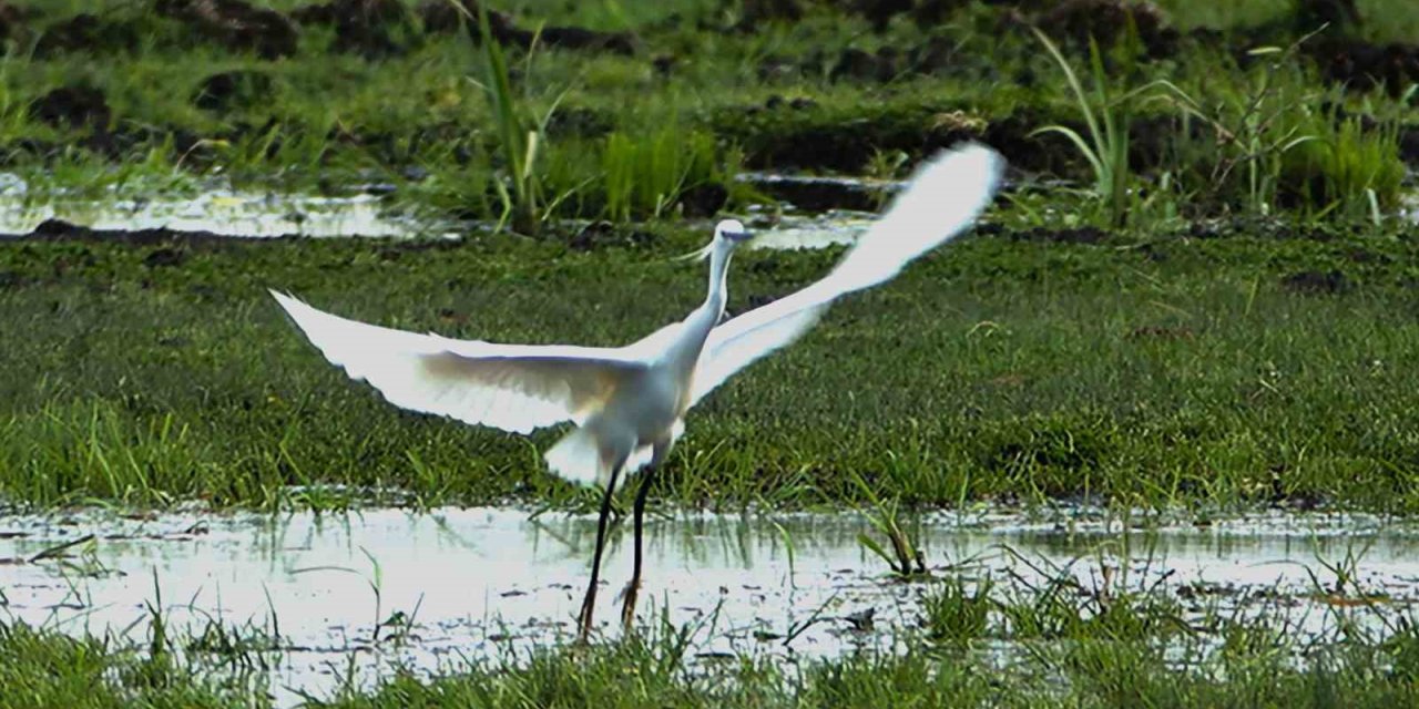 İron Sazlığına kuş akını