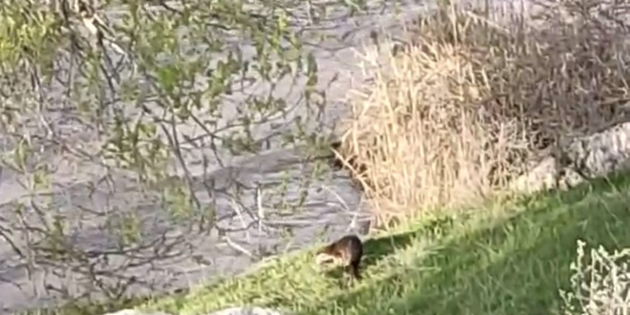 Aşkale’de su samuru görüntülendi