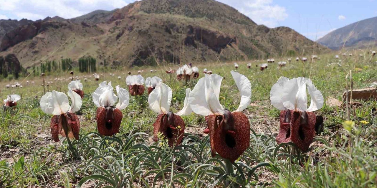Kurt kulağı çiçekleri açtı