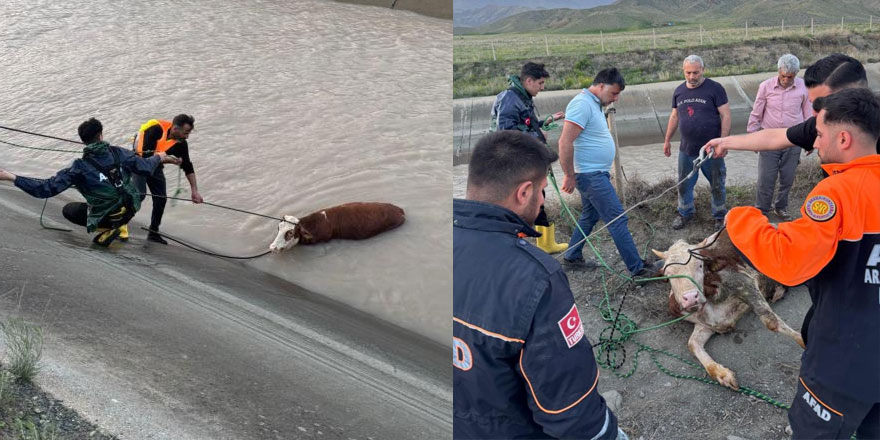 Kars’ta sulama kanalına düşen hayvanlardan 2’si telef oldu
