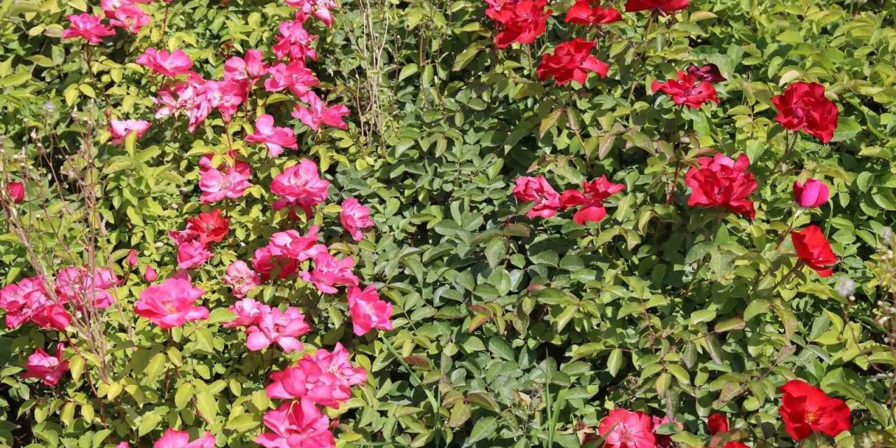 Battalgazi’nin park ve bahçeleri kendi ürettiği çiçeklerle güzelleşiyor