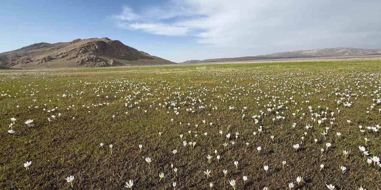 Keşiş Gölü kardelenlerle bezendi