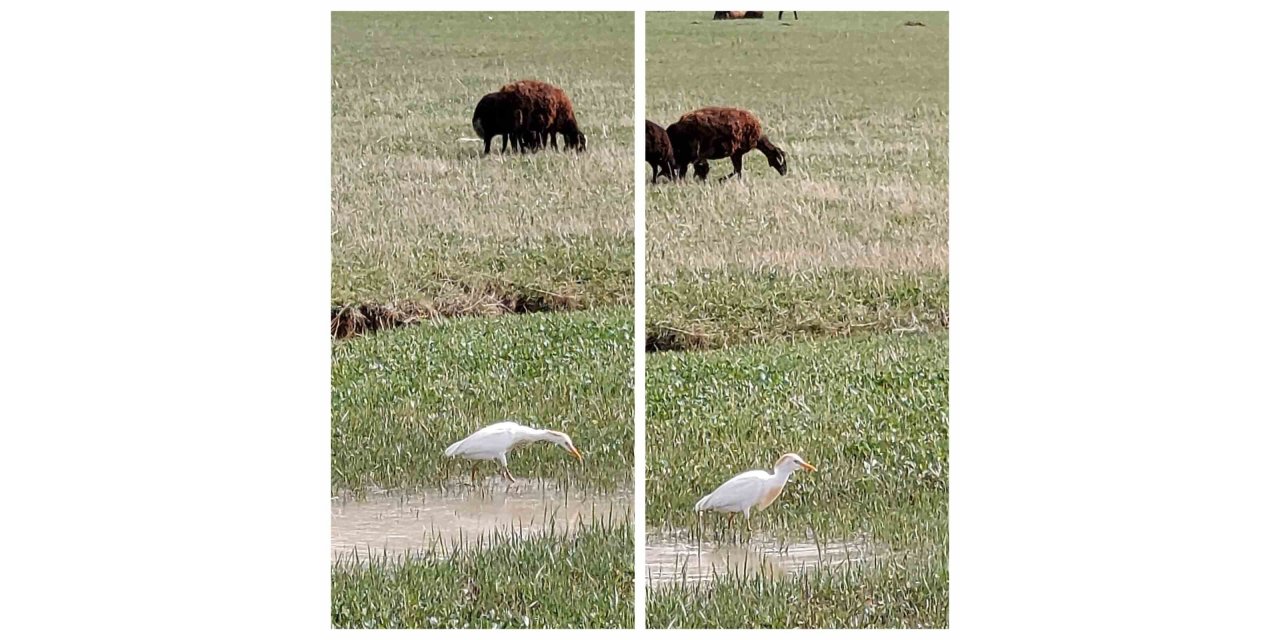 Nadir görülen sığır balıkçılı Diyadin’de