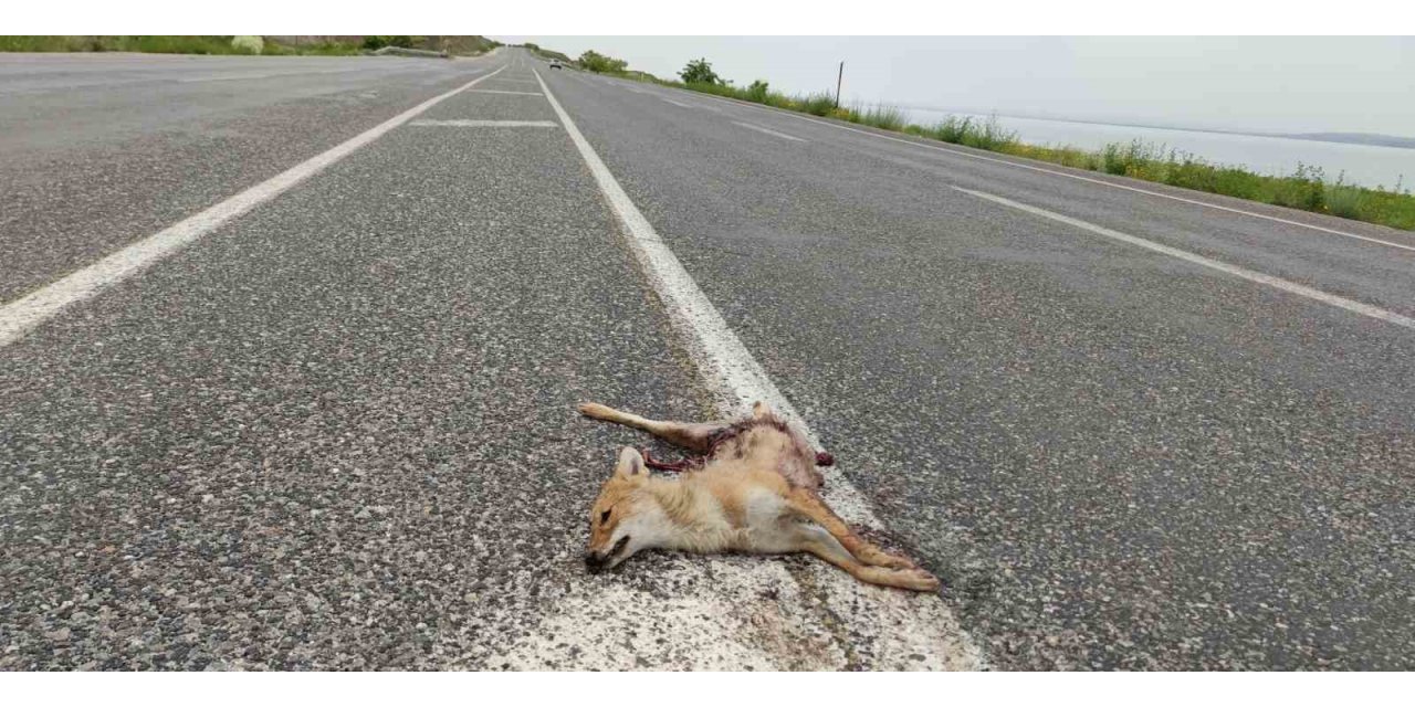 Van’da araçların çarptığı iki tilki telef oldu