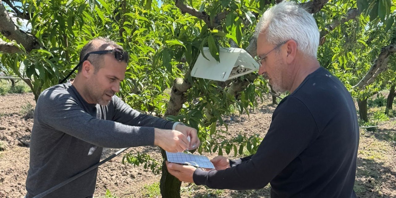 Elazığ’da şeftali güvesine karşı feromon tuzak