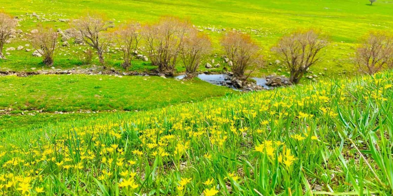 Ağrı’da doğanın renk cümbüşü göz kamaştırıyor
