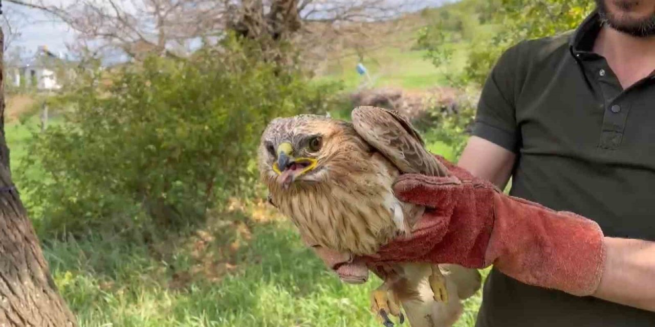 Elazığ’da yaralı halde bulunan şahin ekiplere teslim edildi