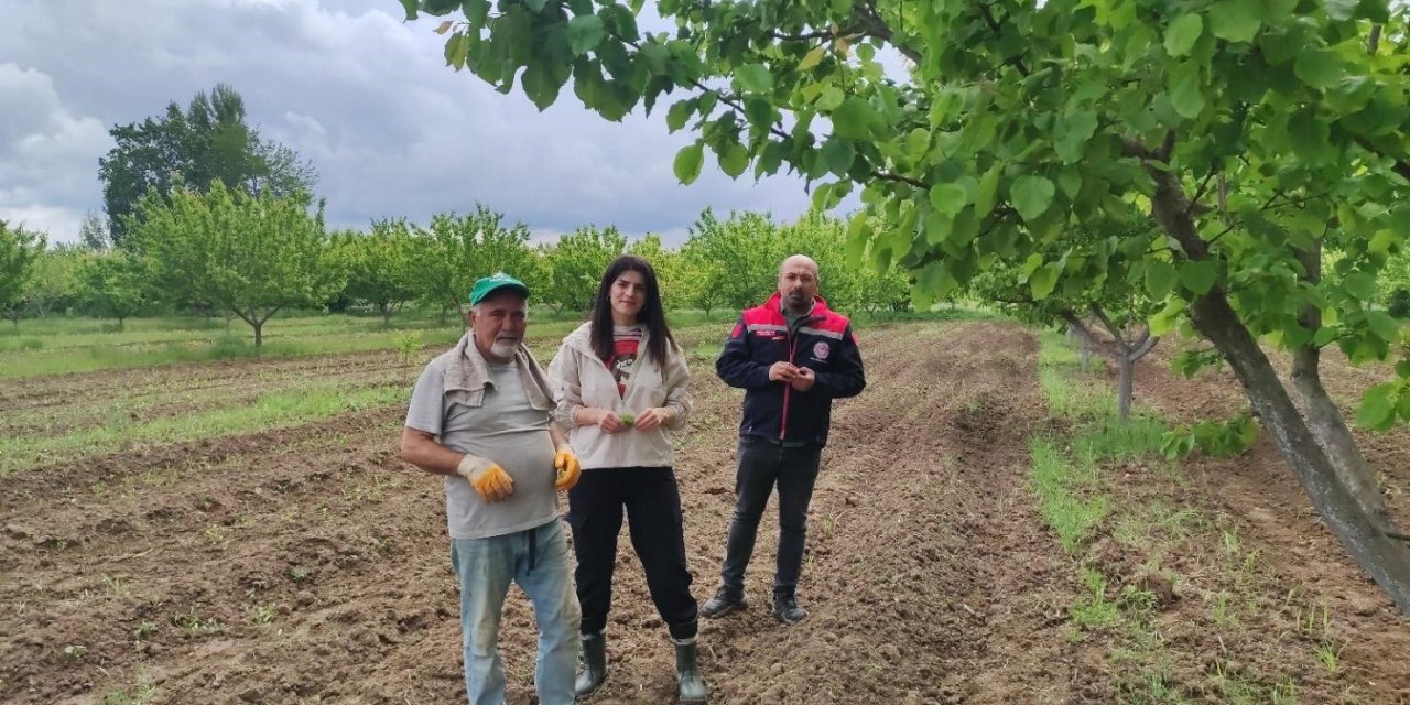 Mühendisler kayısı hastalıkları ve zararlılarına ilişkin gözlemde bulundular
