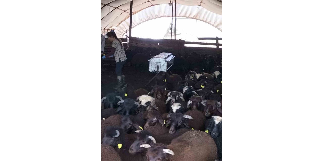 Elazığ’da aşılama ve küpeleme çalışmaları sürüyor