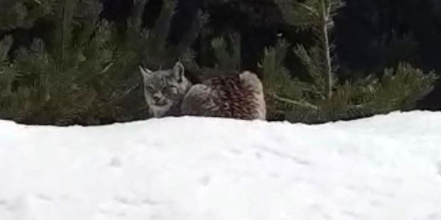 Sarıkamış’ta vaşak görüntülendi