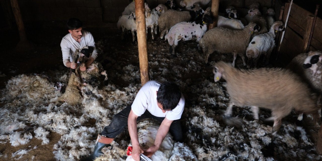 Erzincan’da kuzu kırkım sezonu başladı