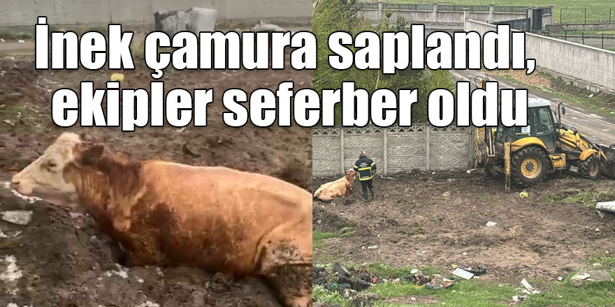 İnek çamura saplandı, ekipler seferber oldu